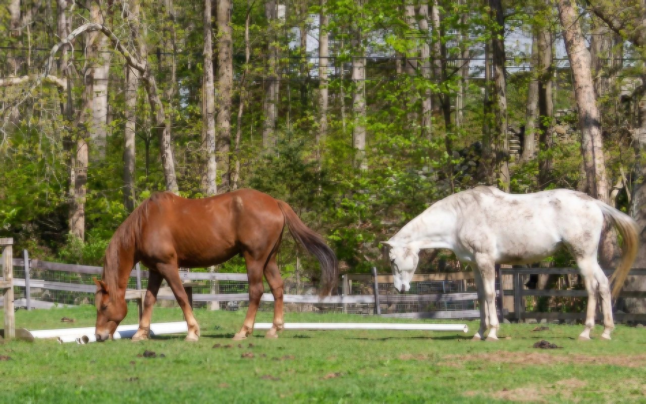 Easton/Redding, CT Weekly Real Estate Market Report