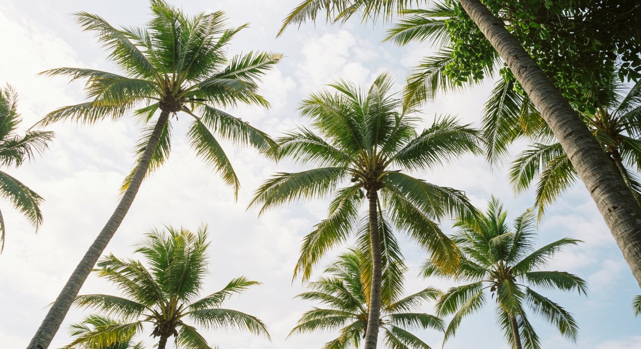 Navigating Hurricane Insurance: A Guide for Pinellas County Homeowners