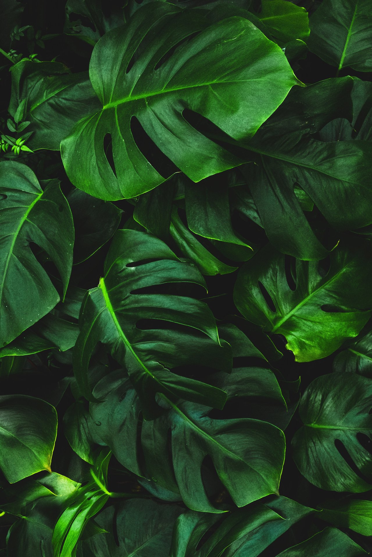 the GREEN sheet | Nov/Dec 2022