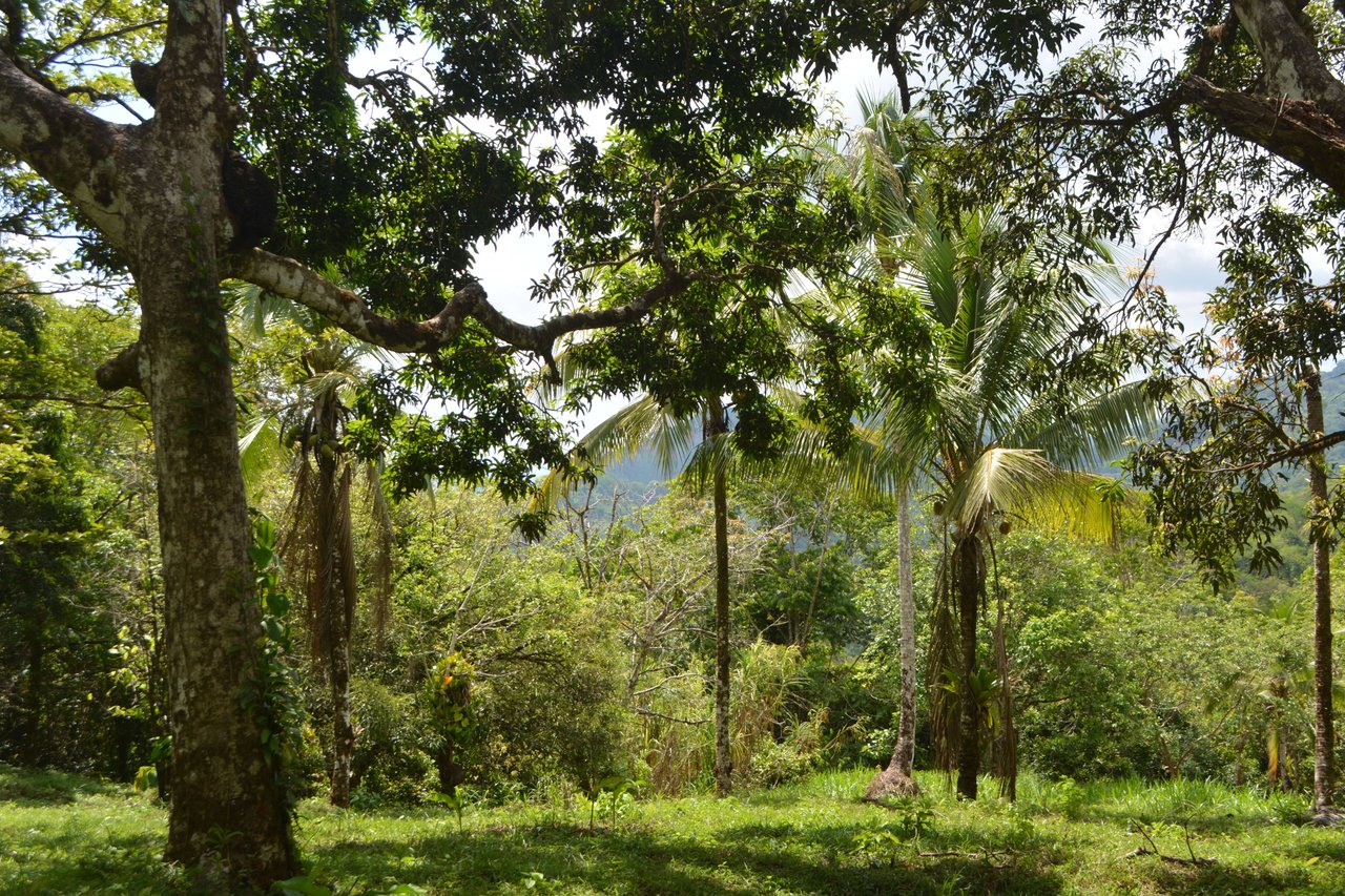 42 Acres With Waterfalls, Ocean Views & Multiple Building Sites Sliencio Ariba