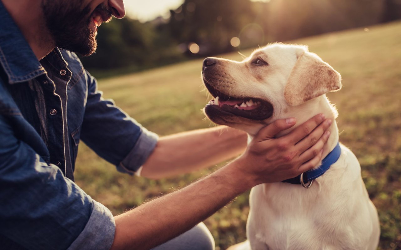 5 Home Selling Tricks For Dog Owners