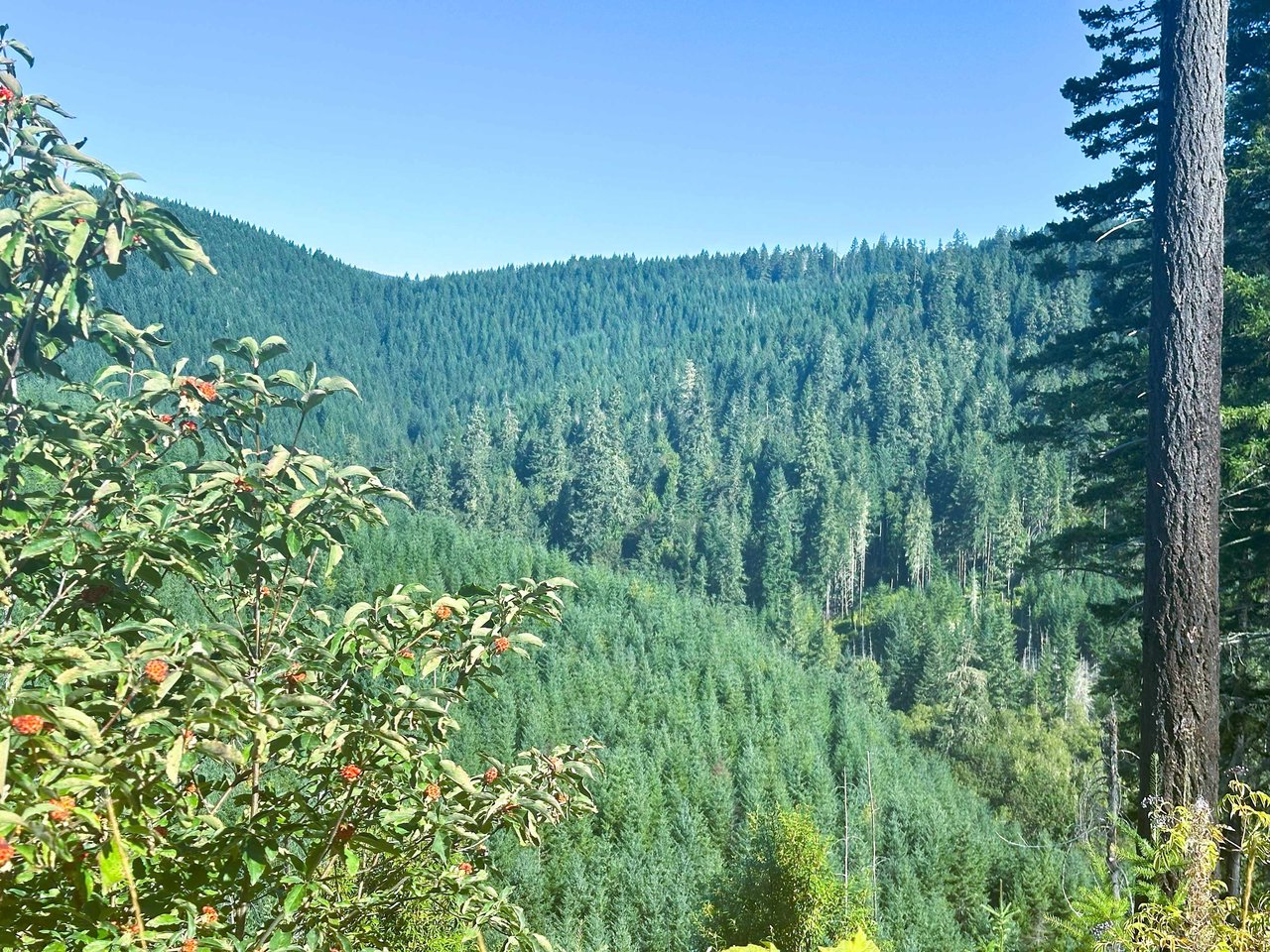 High Pass Tree Farm