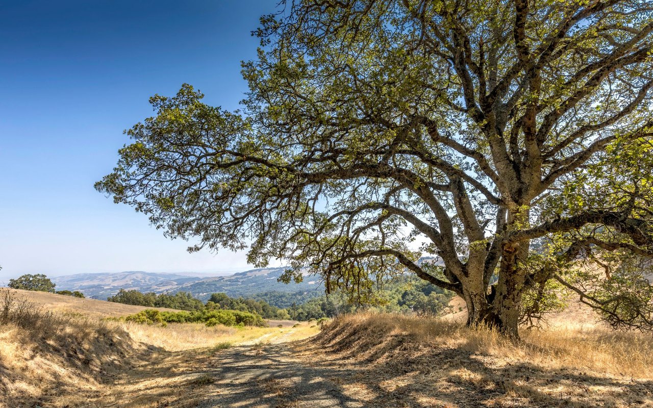 Grove Street, Sonoma