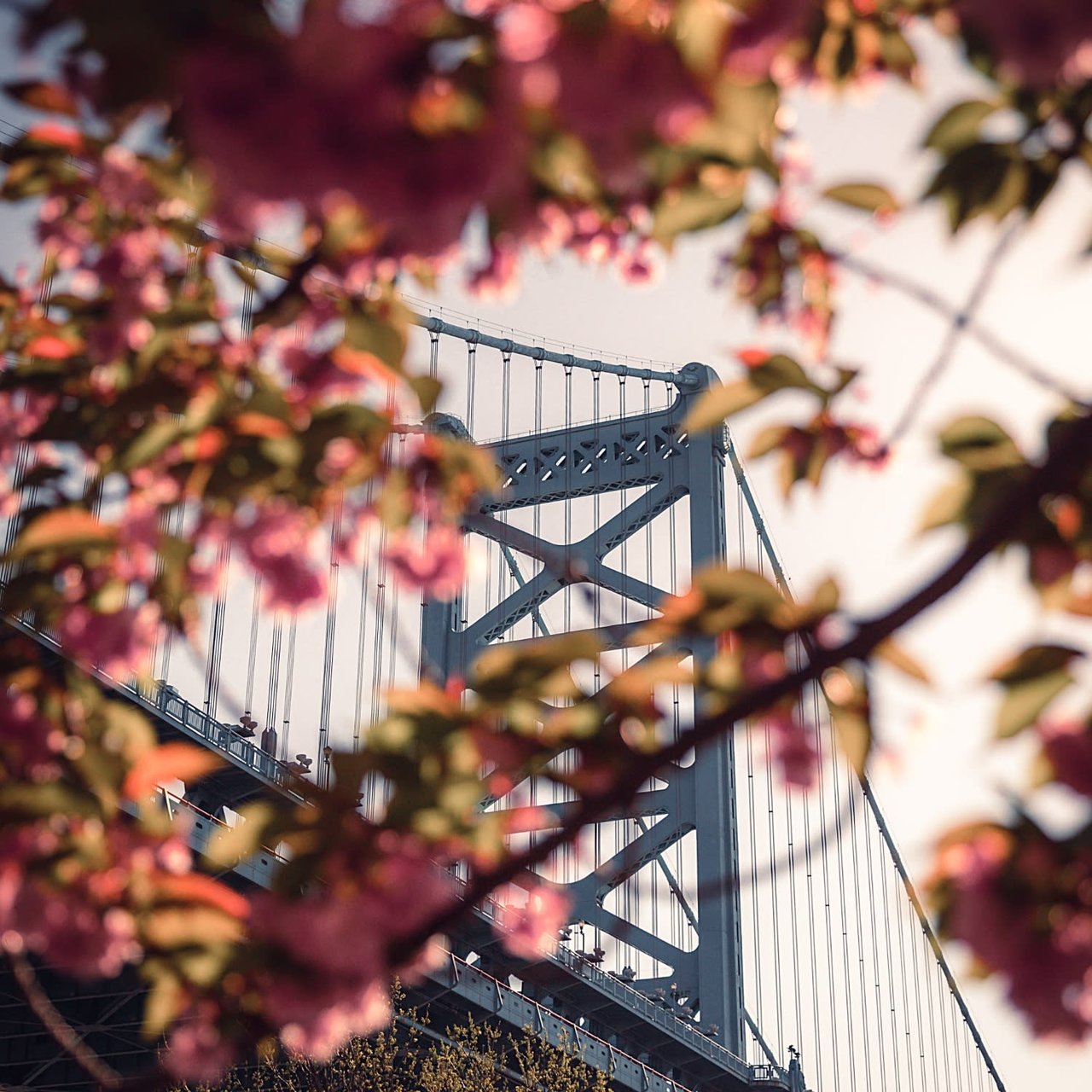 Cherry Blossoms in Philadelphia