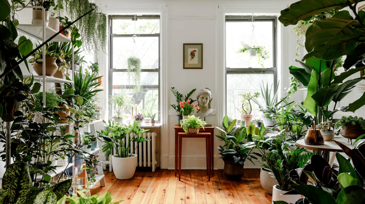 Houseplants - The Green Revolution in Home Décor