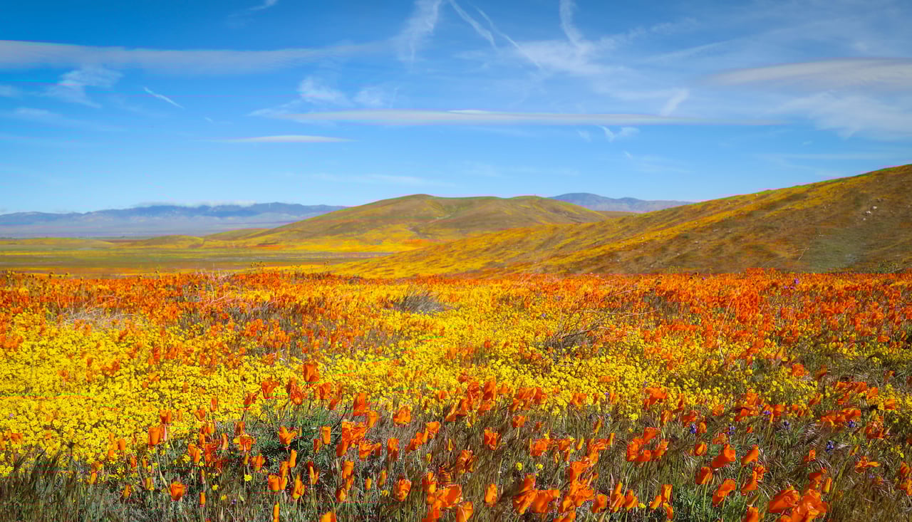 Antelope Valley