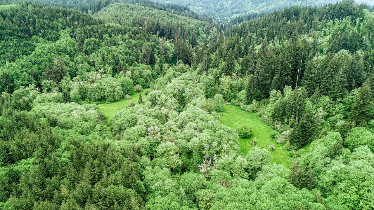 Three Rivers Conservation Project - Ensuring Roosevelt Elk Habitat