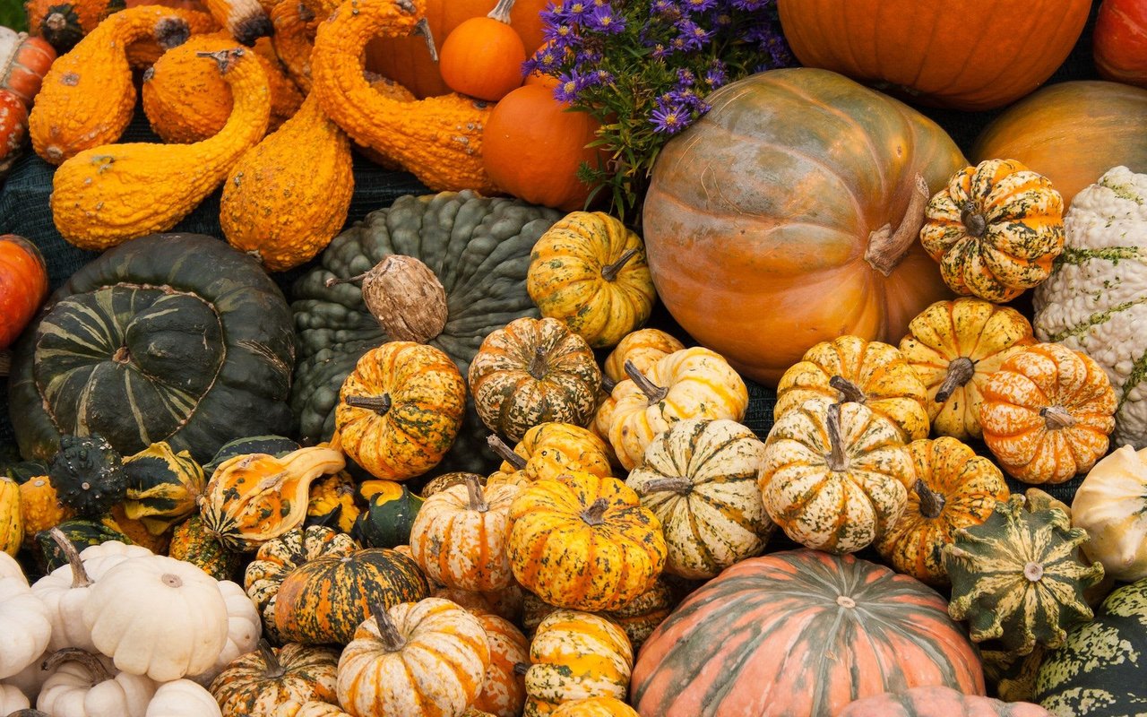 Planting a Fall Vegetable Garden in NC