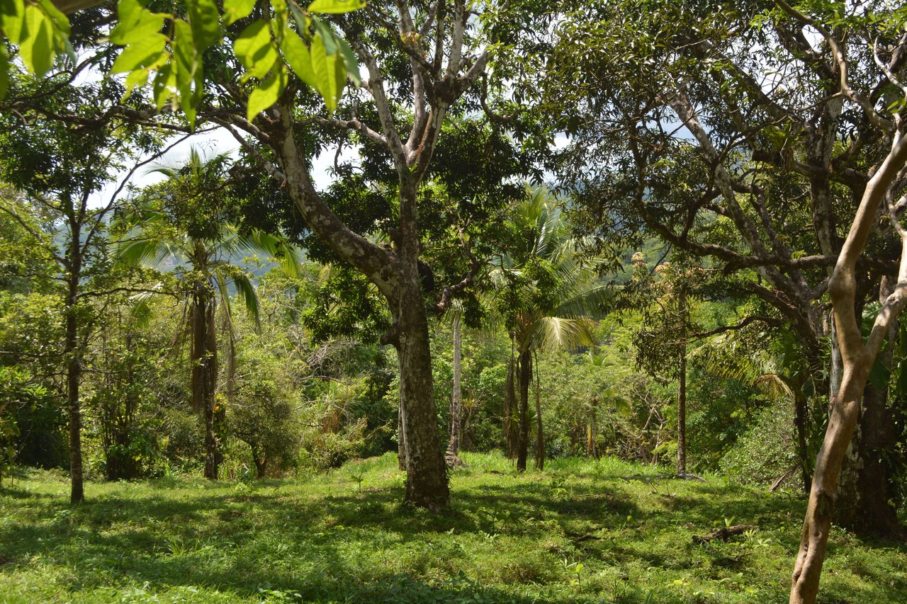 42 Acres With Waterfalls, Ocean Views & Multiple Building Sites Sliencio Ariba