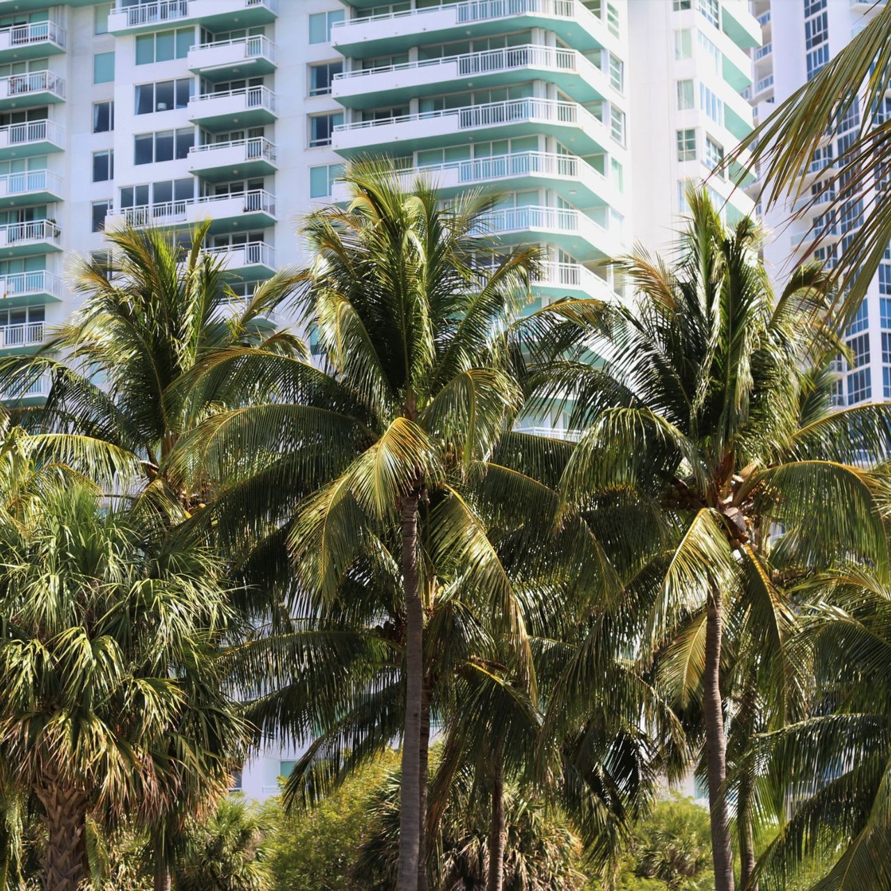 A tall white building with light blue balconies stands behind a dense cluster of lush green palm trees. 