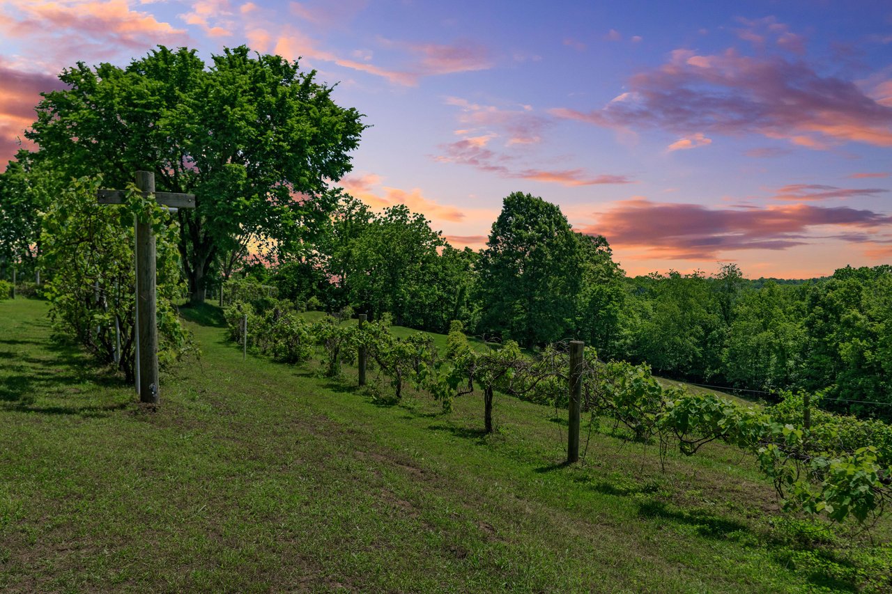 America's First Commercial Vineyard Hits the Market in Nicholasville