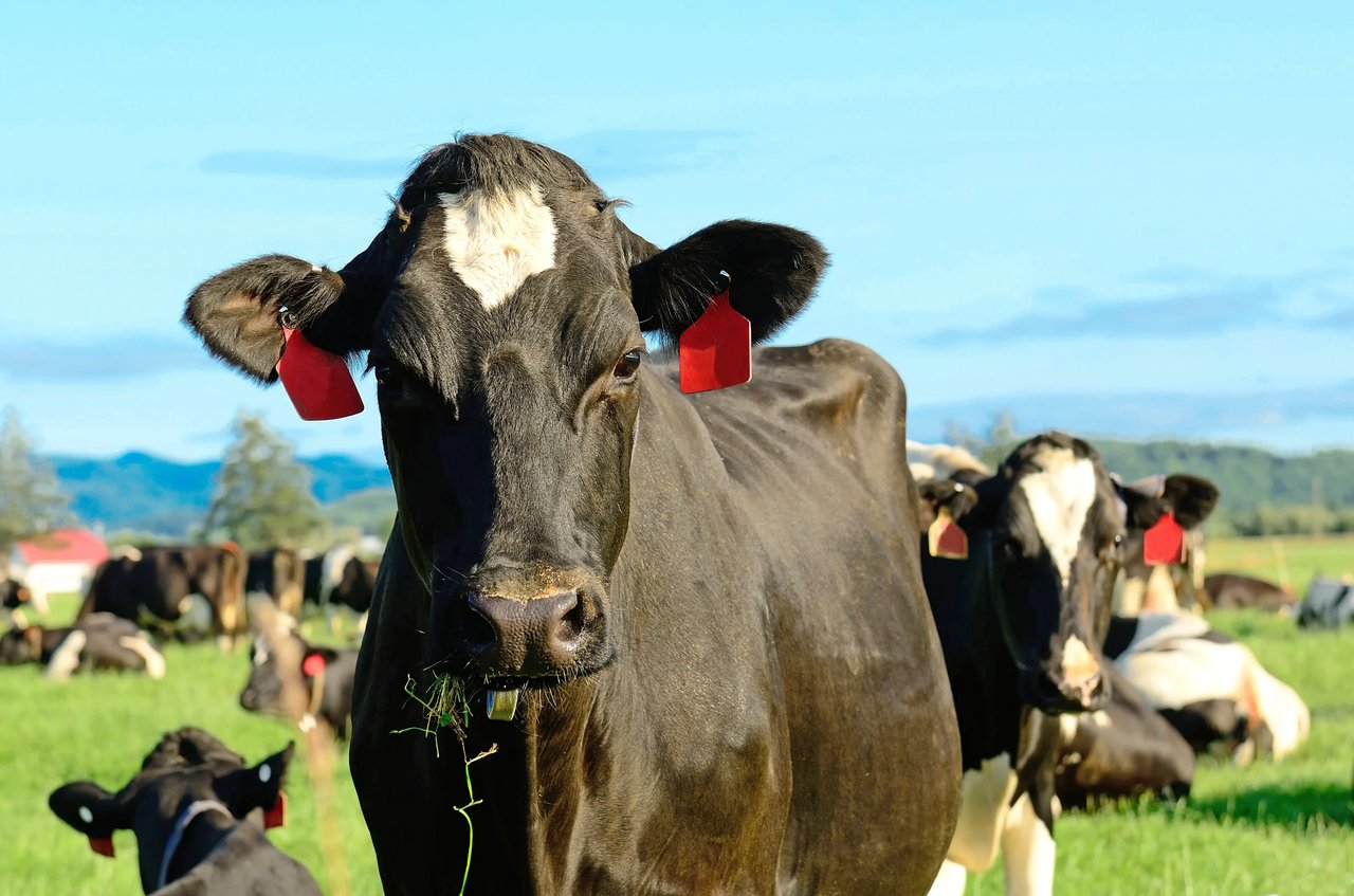 Holstein cow in Nehalem Oregon