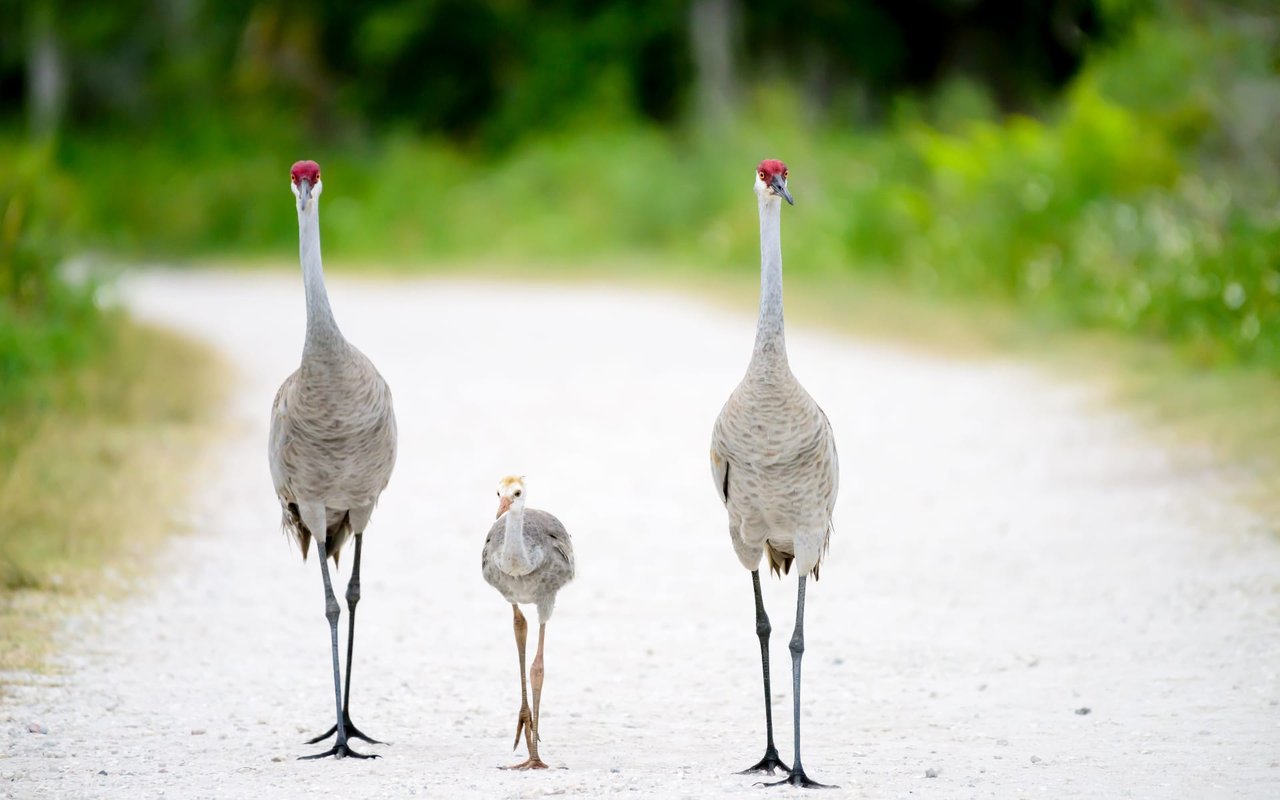 Lakewood Ranch | NE Bradenton