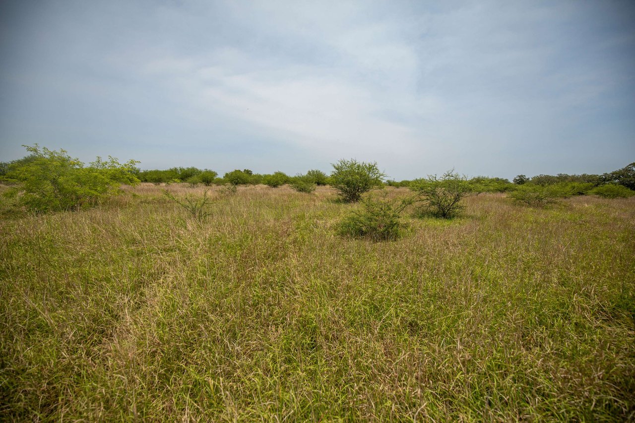 Green DeWitt Rd | 40.82± Acres | DeWitt County