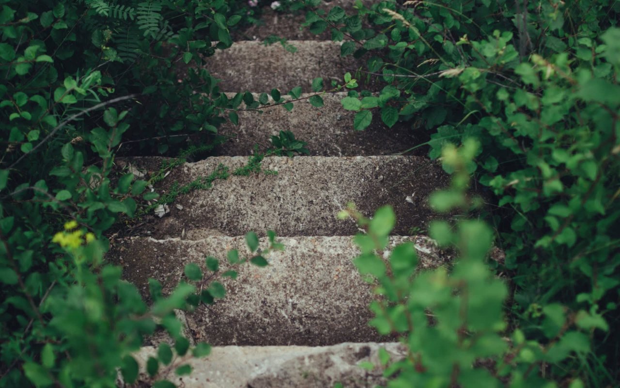 Concrete stairs surrounded by green plants.