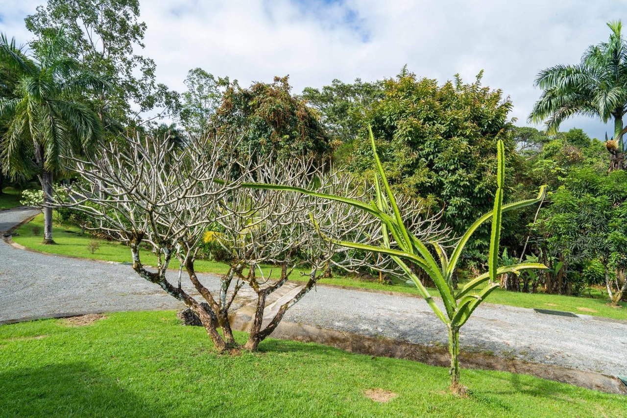 12.5 Acre Luxury Cacao Estate