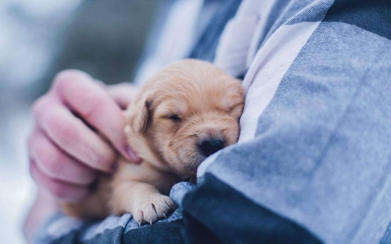 13 Colorado Animal Shelters Waiving Adoption Fees Saturday for Clear the Shelters