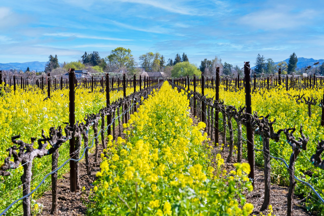 Inglewood Avenue, St. Helena