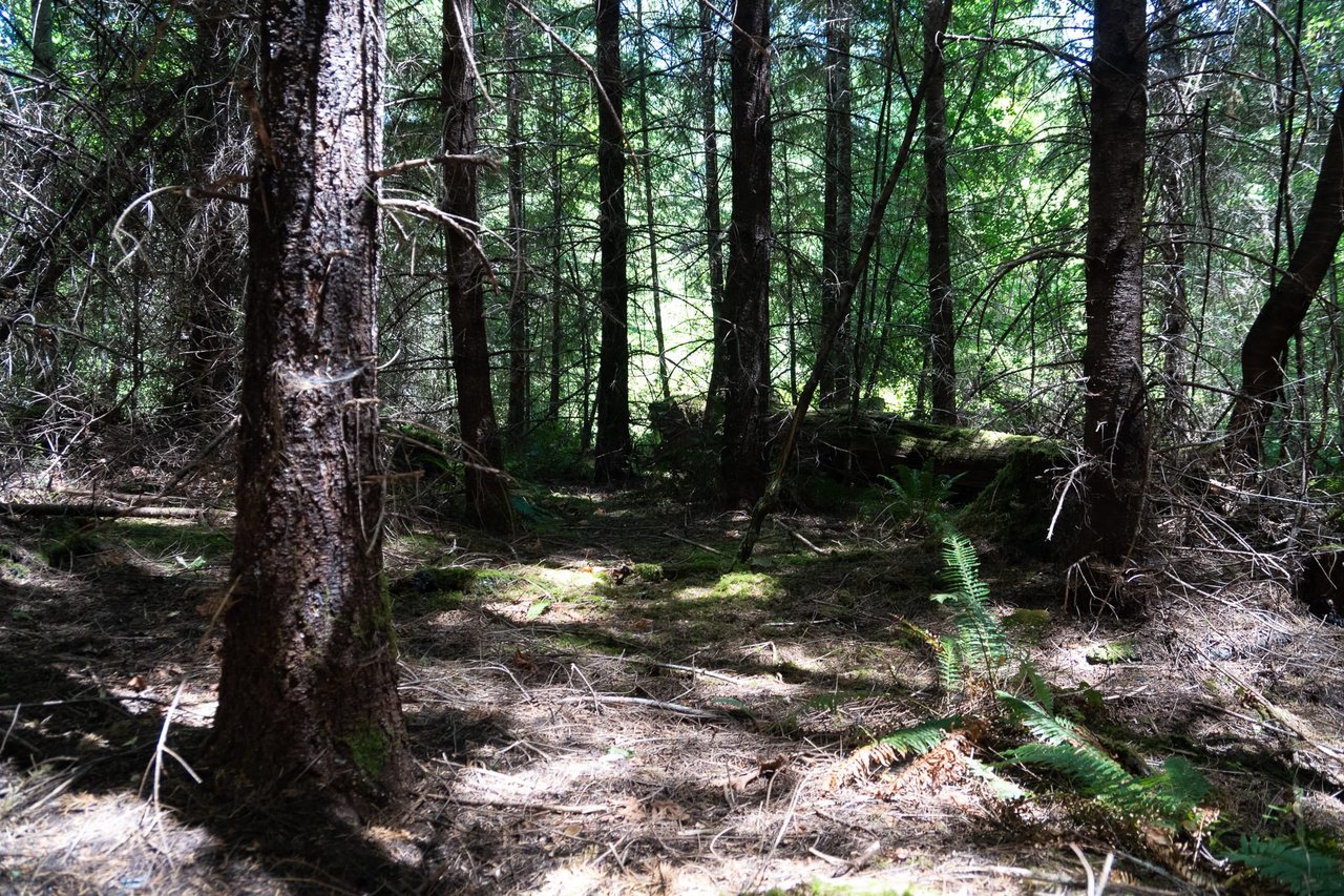 Hayes Hill Tree Farm 