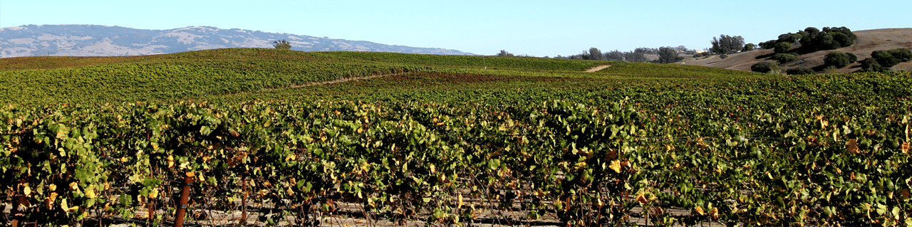 Hall Winery purchase Petersen Ranch Pinot Noir Vineyards