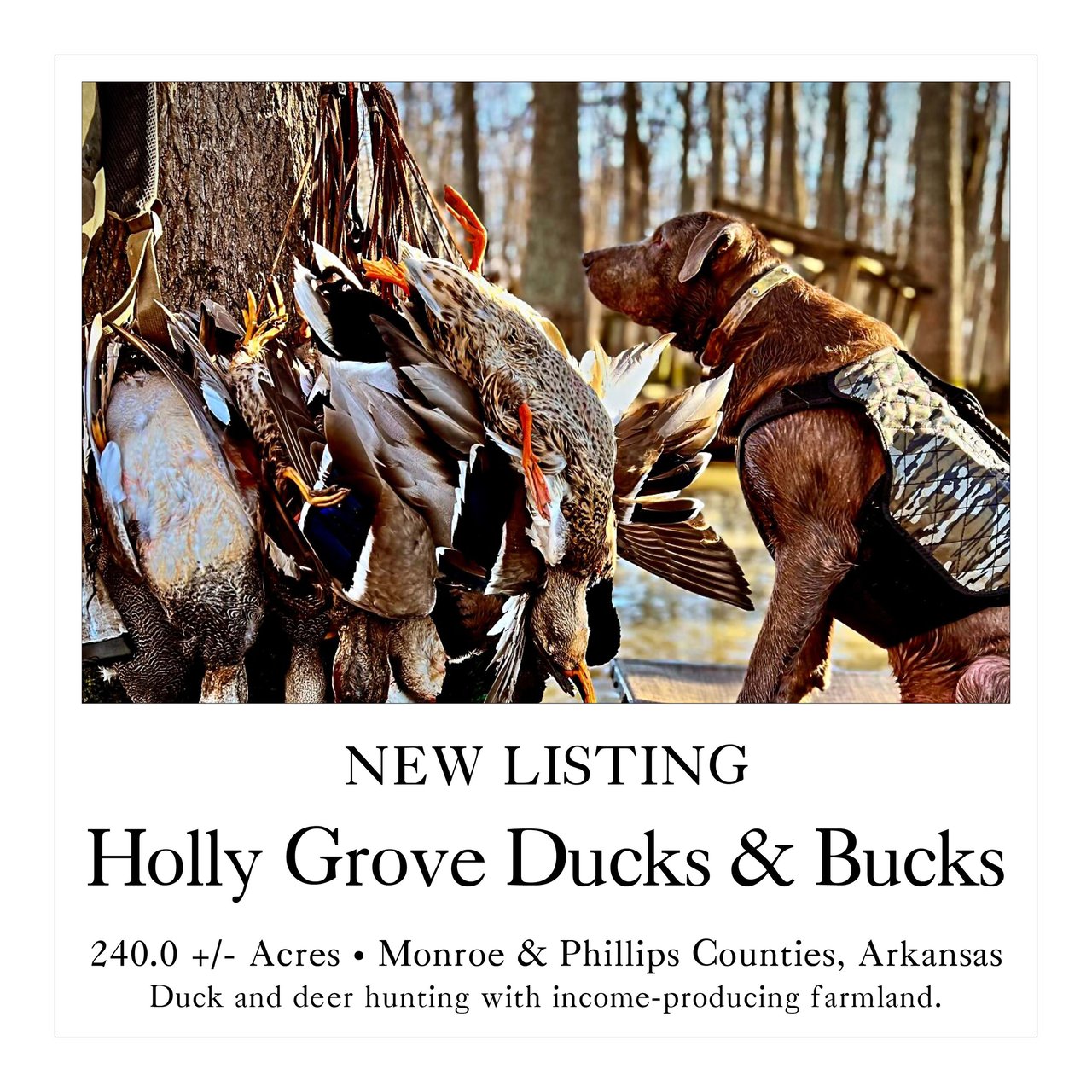 Holly Grove Ducks & Bucks