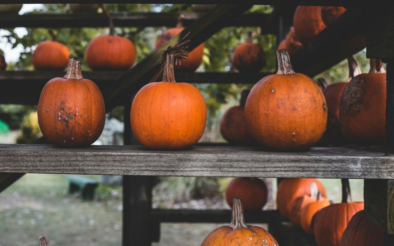 If you are Looking for a Gourd Time this Weekend….