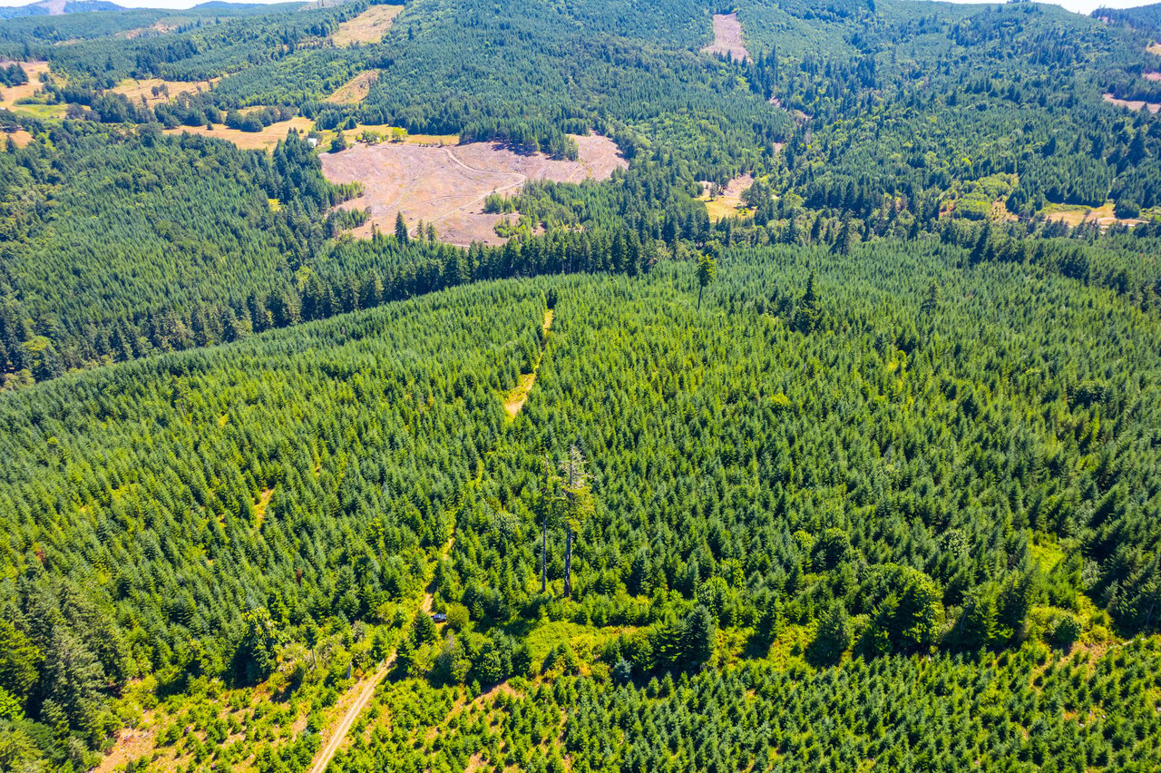 Hayes Hill Tree Farm 