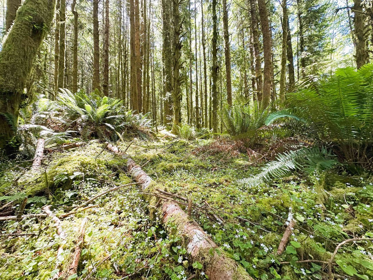 Yaquina Forest