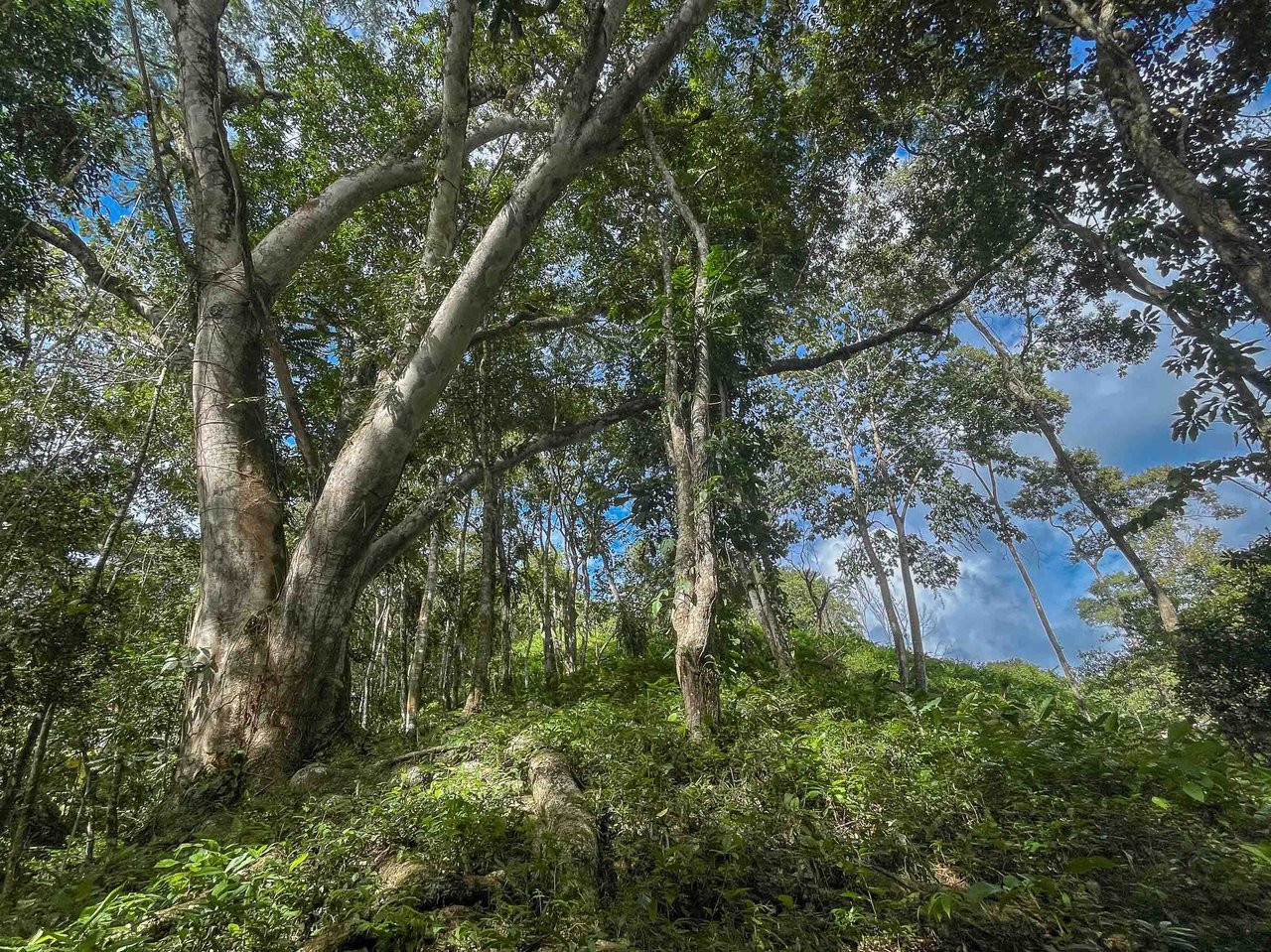 Three acres of bliss Valle Pura Vida Oasis