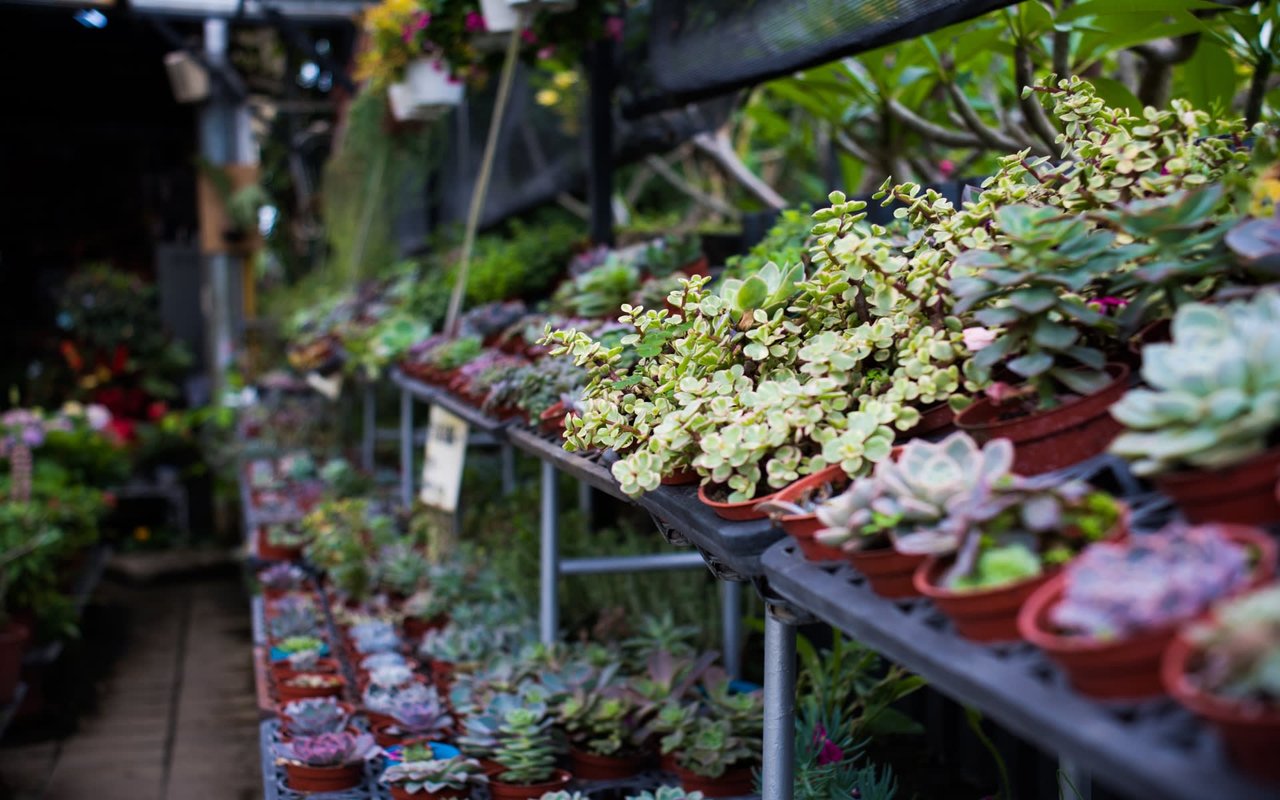 4 Ways to Make a Mini Greenhouse