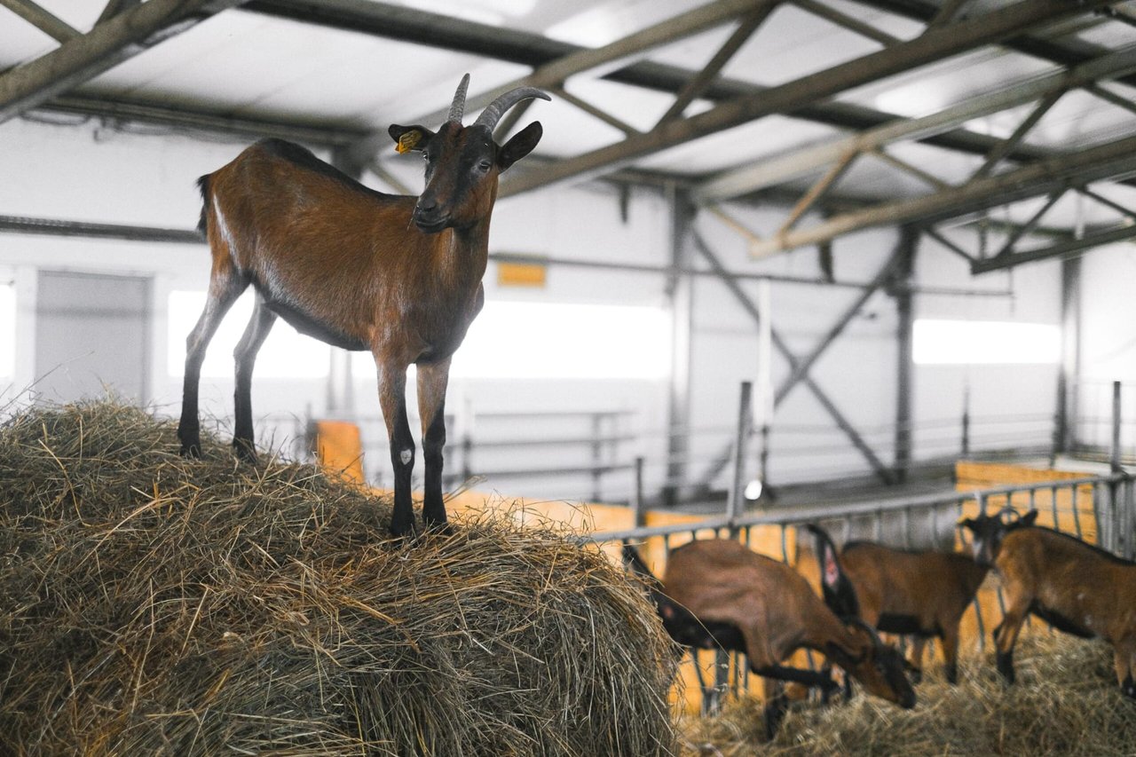 6 Tips for Investing in Farm and Ranch Properties