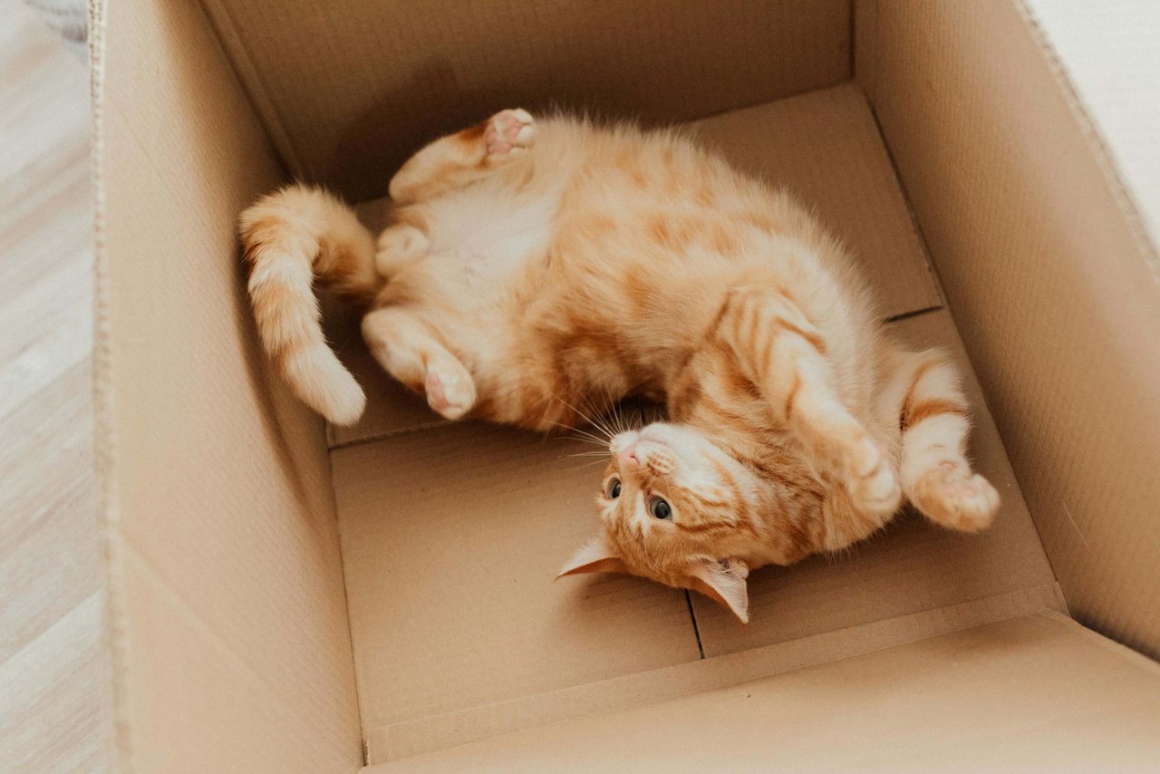 Strategies for a Stress-Free Move with Pets