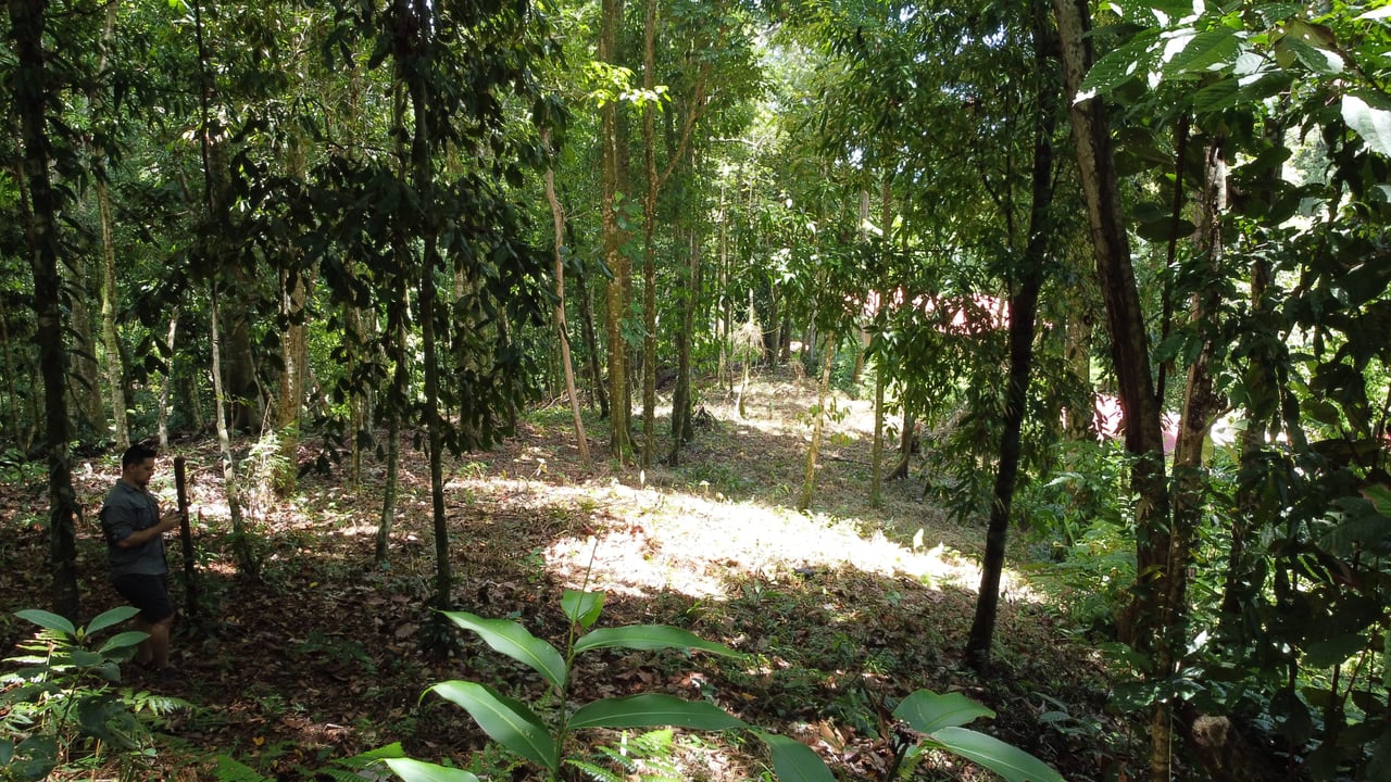 1.6 Acres Land Parcel in Ballena, Jungle Views.