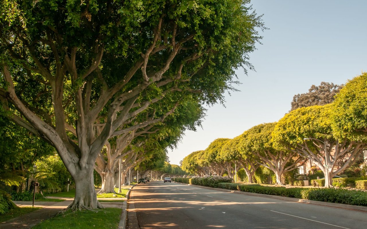 perfectly aligned trees along the road