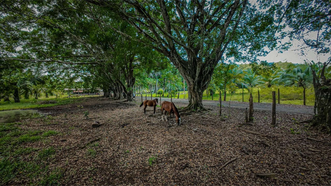 Oceanfront Legacy Ranch Estate, Jaco, Puntarenas