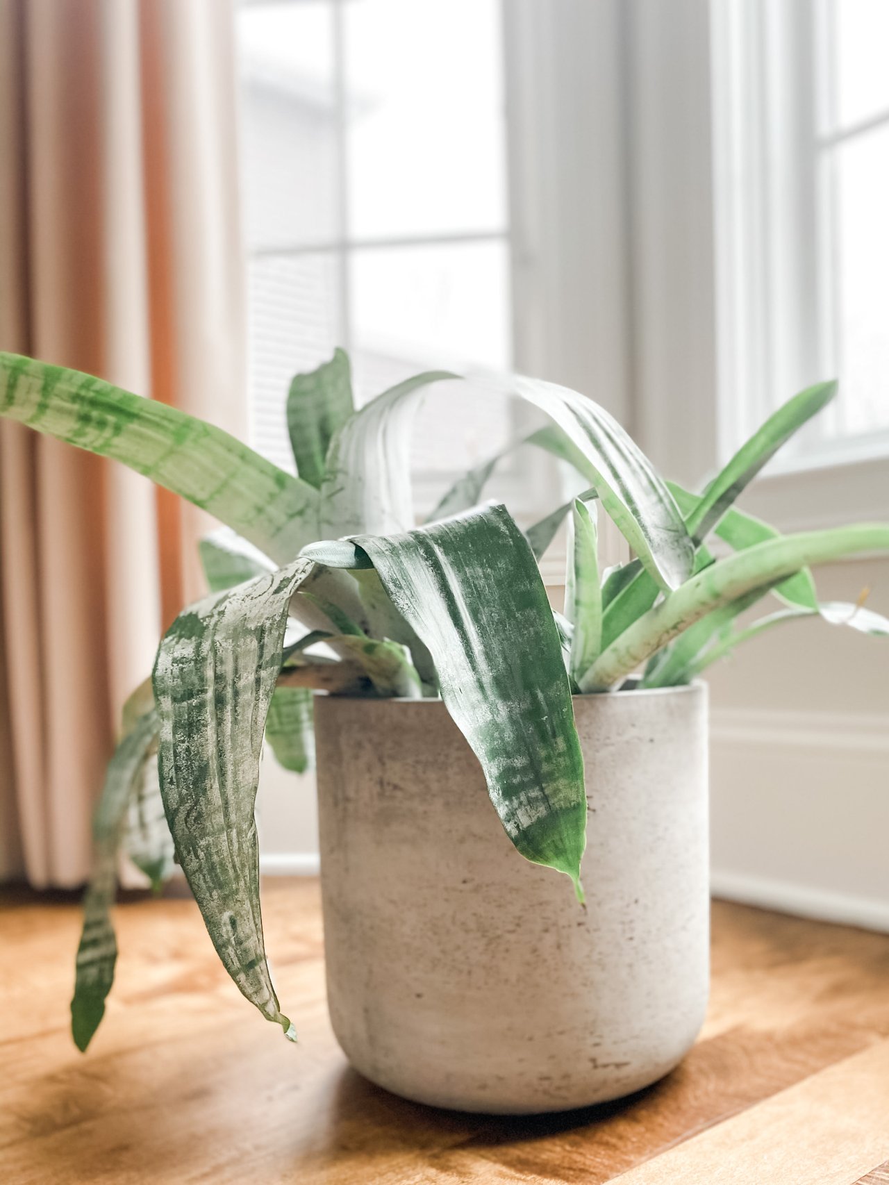 Anne's Easy Guide to Taking Care of Your Houseplants 