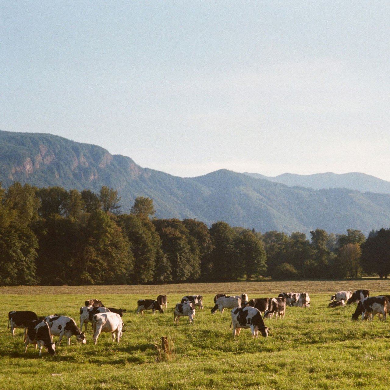 A serene landscape features a herd of cows grazing in a lush, fully fenced field lined with trees and distant mountain views.