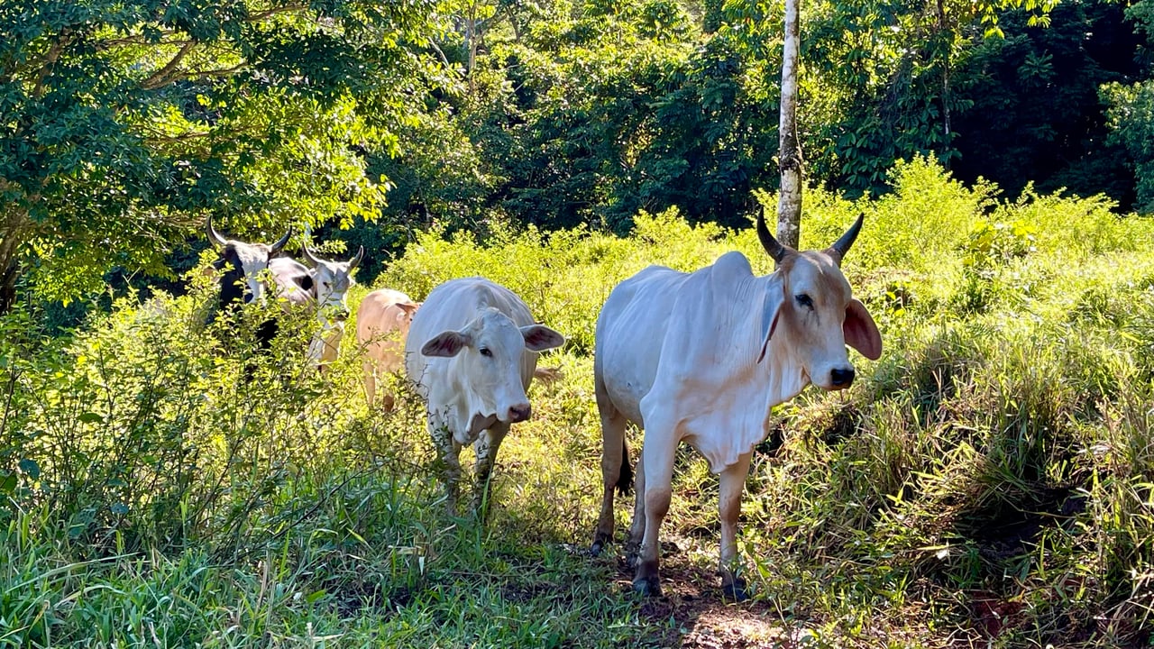 Over 123 Acres Farm in San Josecito De Morete, in Uvita Mountains