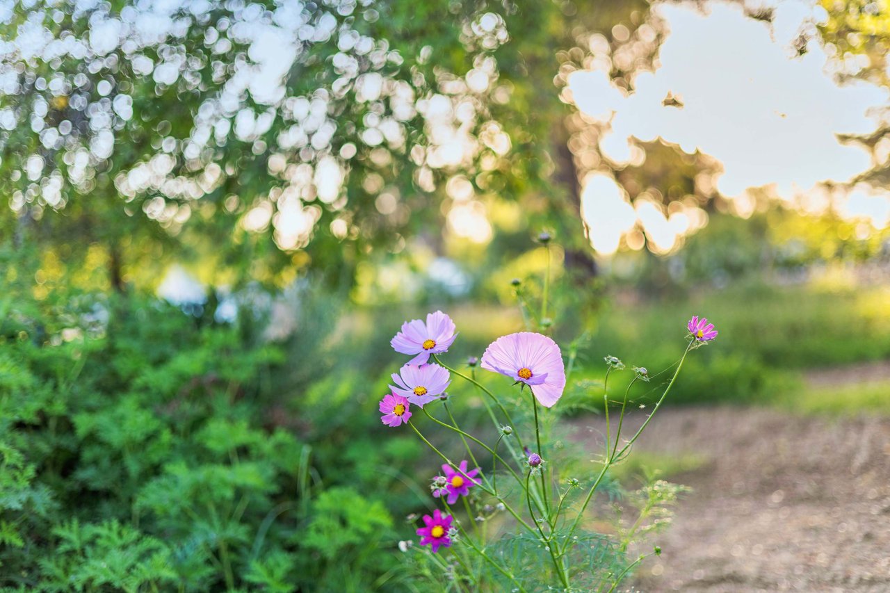 Sweet Pea Farm