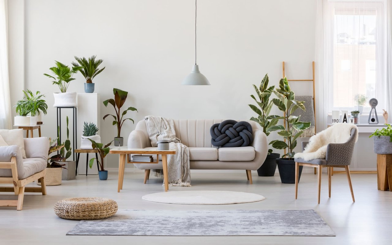 The Best Houseplant for Every Room in Your Home