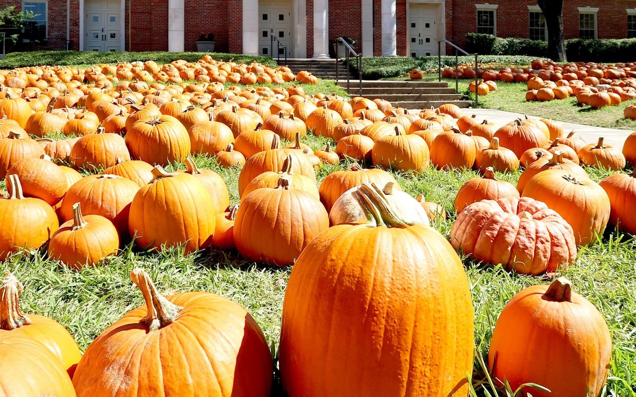 Austin's Best Pumpkin Patches