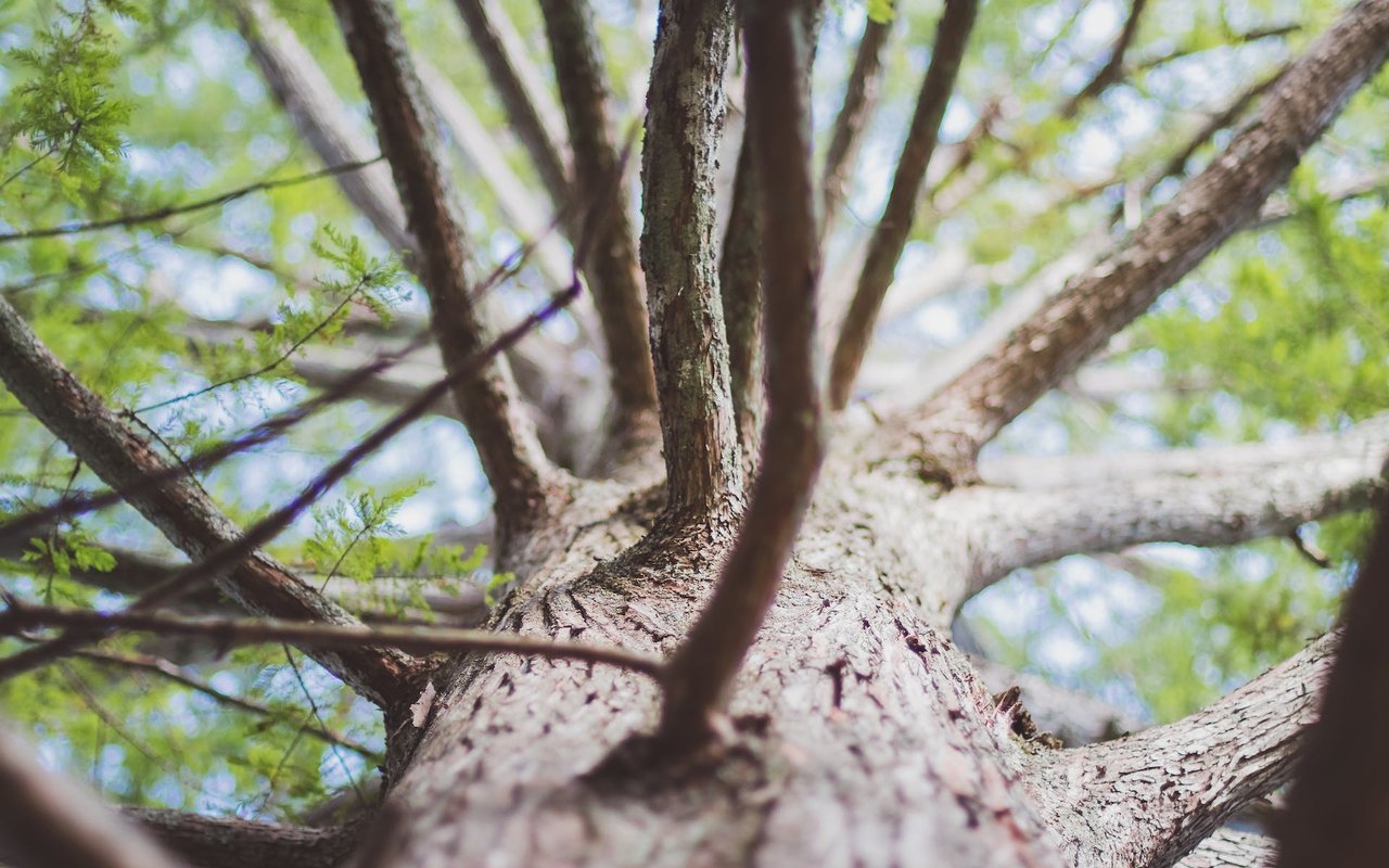 Flush Cuts - Improper Tree Trimming Techniques