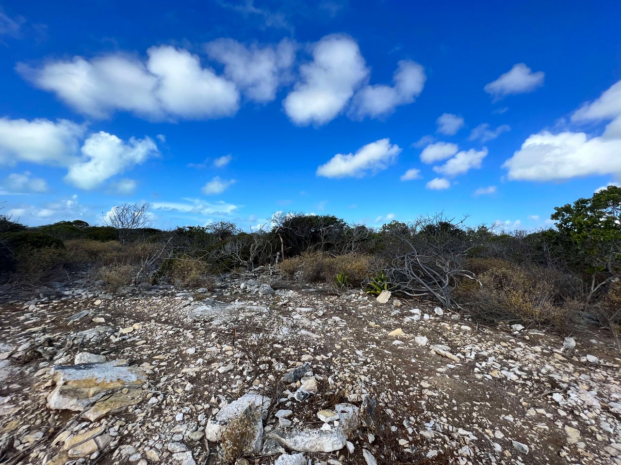 782 .520 Acres at Loblolly Bay