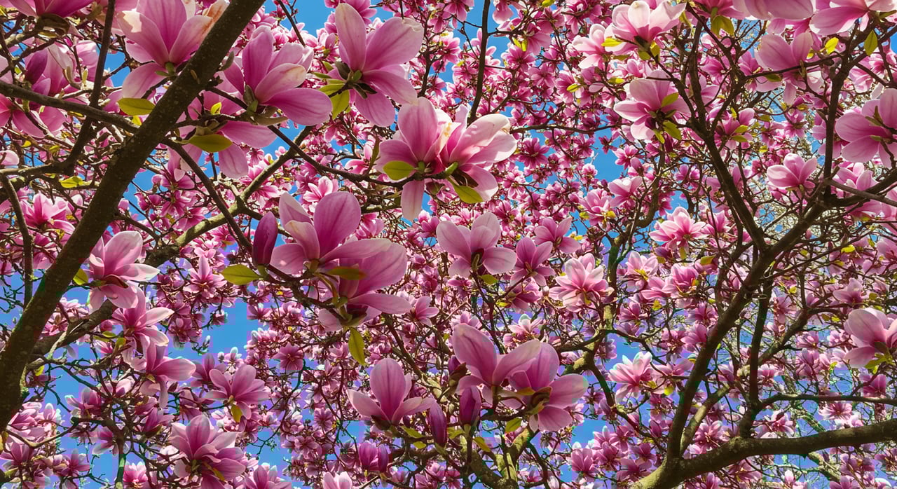The New Spring Real Estate Market Is Here. Are You Ready?