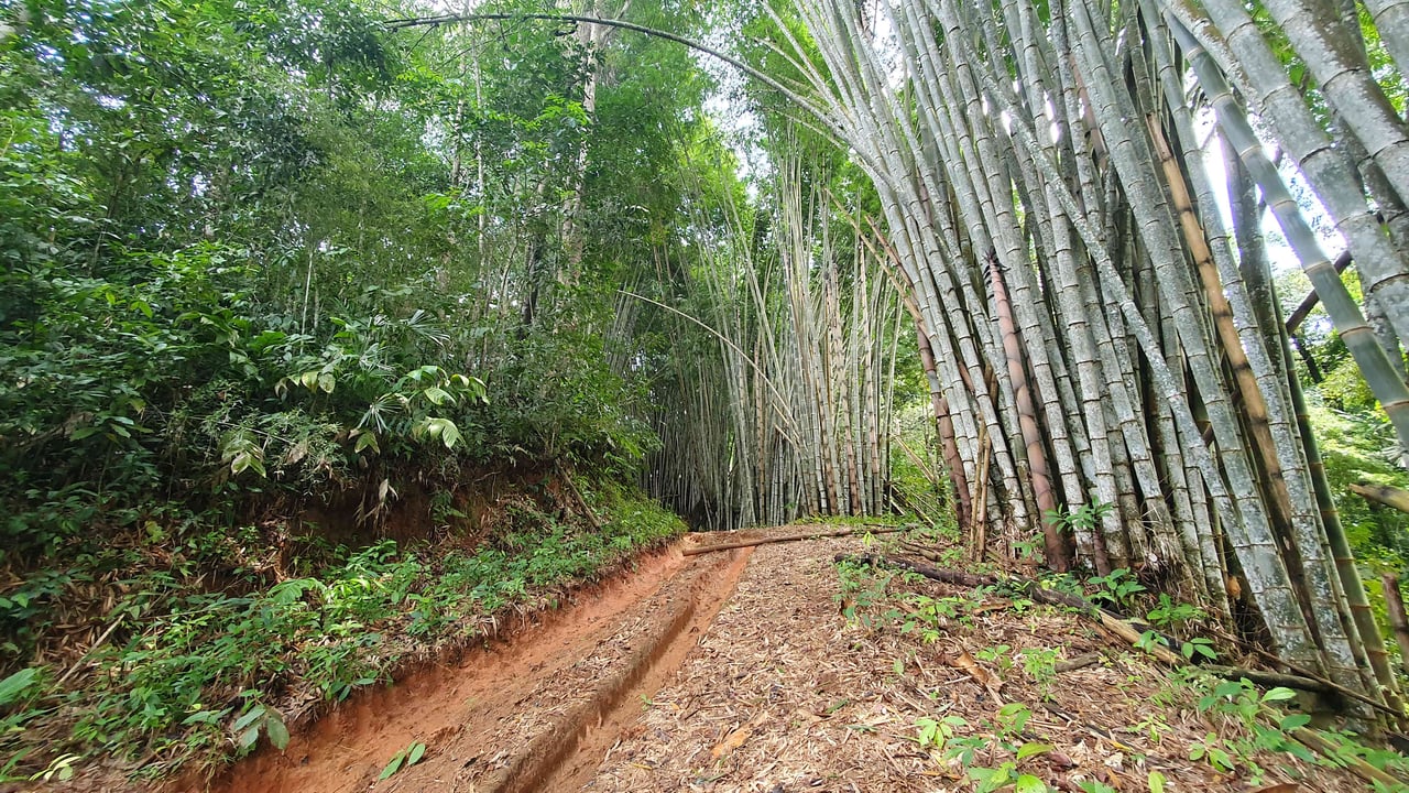 Bamboo & Forest Property #1 for Sale