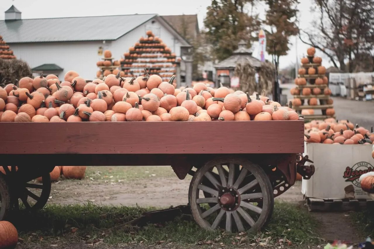 Celebrate Fall at Connecticut's Harvest Festivals: October 2024