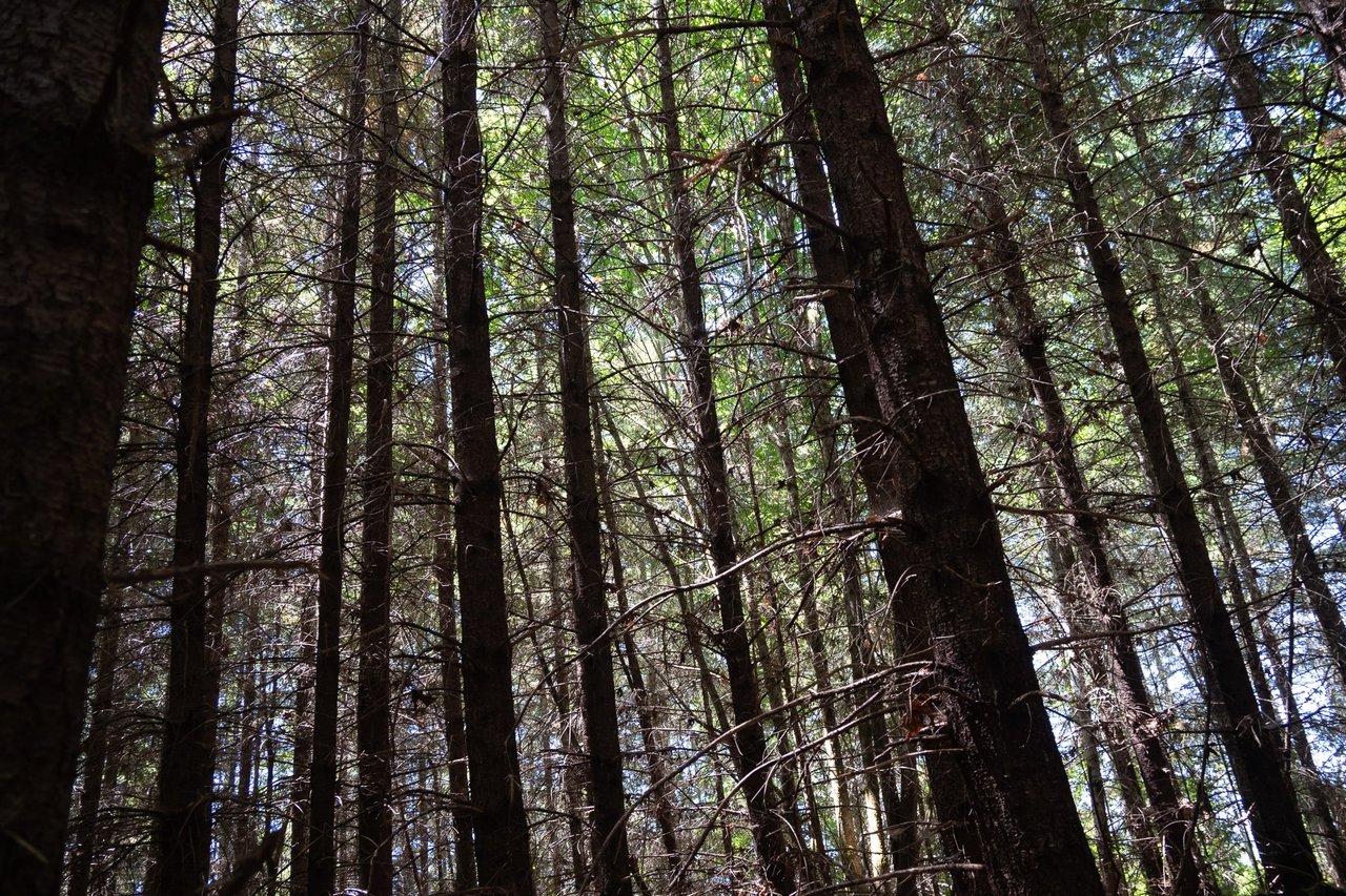 Hayes Hill Tree Farm 