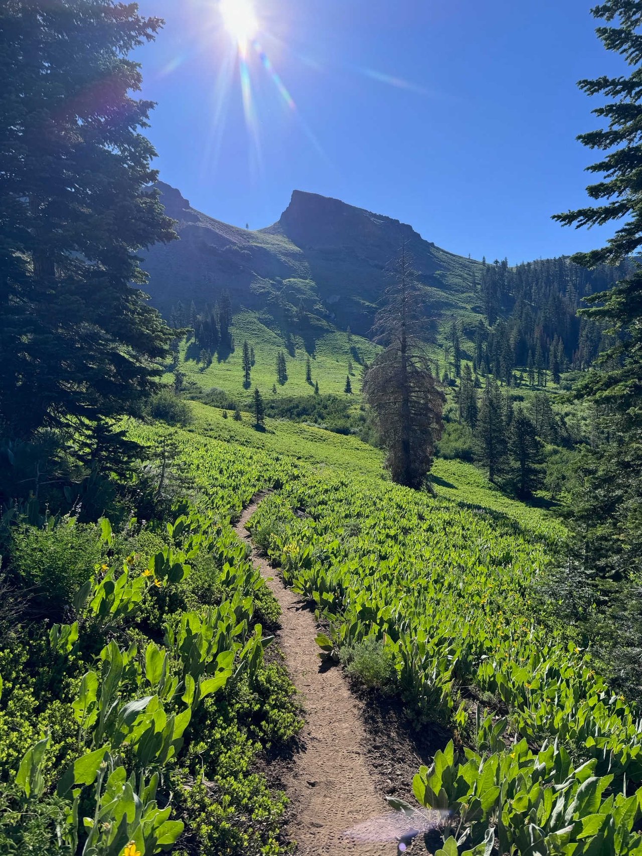 Tahoe Truckee Market Update :: July