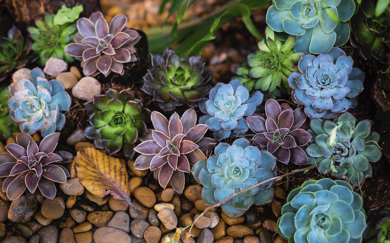 Let’s Add Some Green | An Austin Plant Store Guide