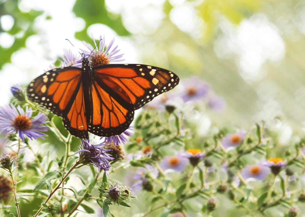 Monarch Migration